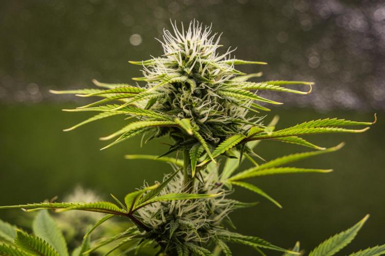 Apple Fritter - Farm #22. Week 7 - Apple Fritter - Day 49.