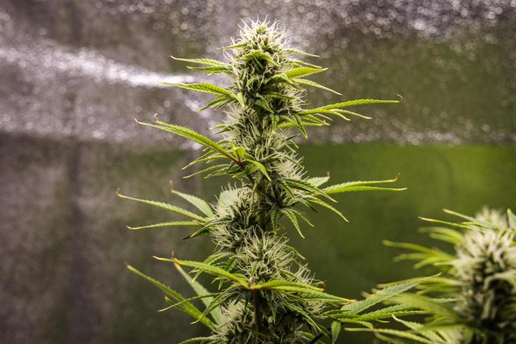 Apple Fritter - Farm #22. Week 7 - Apple Fritter - Day 49.