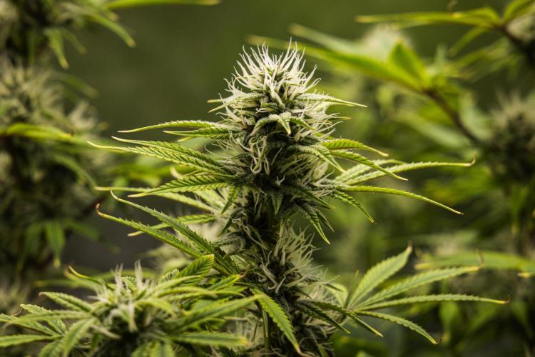 Apple Fritter - Farm #22. Week 7 - Apple Fritter - Day 49.
