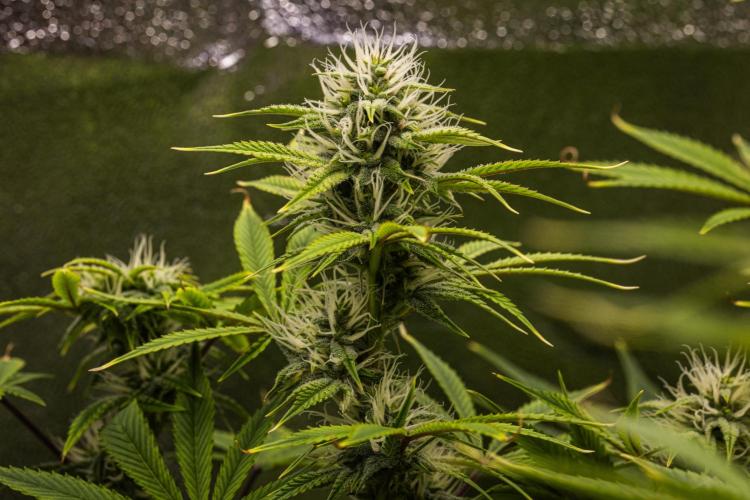 Apple Fritter - Farm #22. Week 7 - Apple Fritter - Day 49.