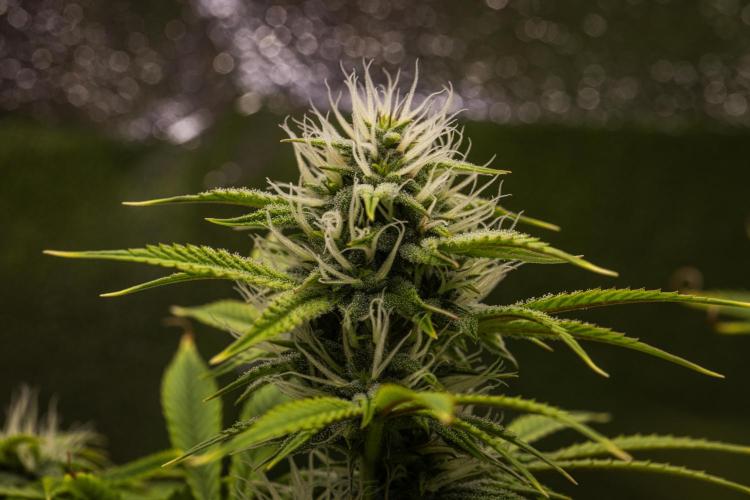 Apple Fritter - Farm #22. Week 7 - Apple Fritter - Day 49.
