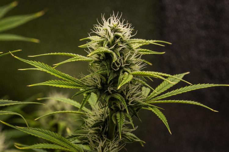 Apple Fritter - Farm #22. Week 7 - Apple Fritter - Day 49.