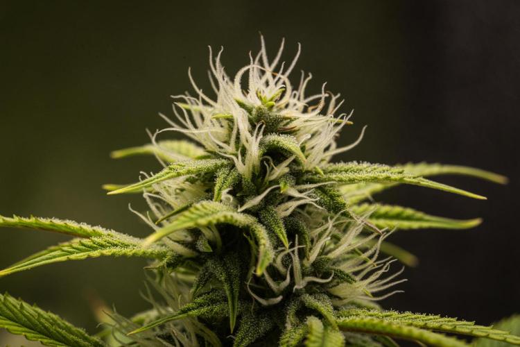 Apple Fritter - Farm #22. Week 7 - Apple Fritter - Day 49.