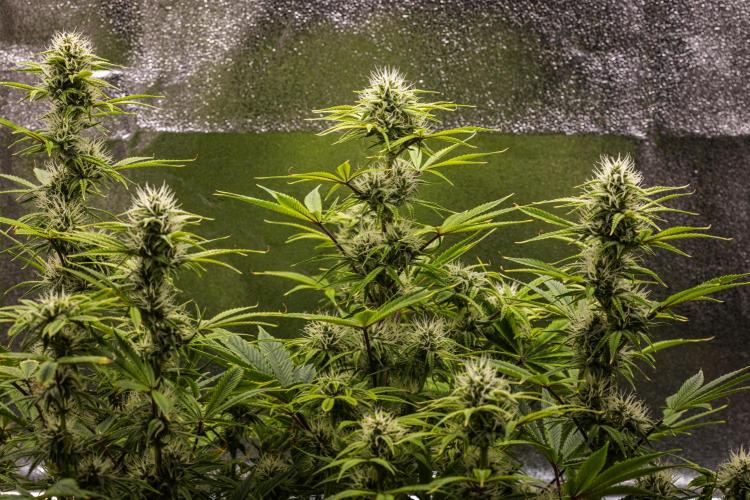 Apple Fritter - Farm #22. Week 7 - Apple Fritter - Day 49.