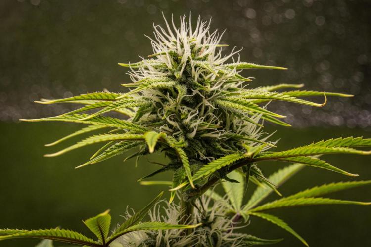 Apple Fritter Automatic. Week 7