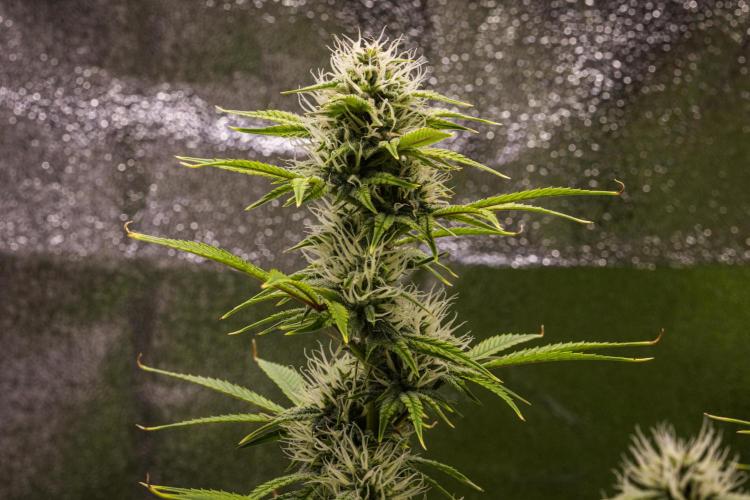 Apple Fritter - Farm #22. Week 7 - Apple Fritter - Day 49.