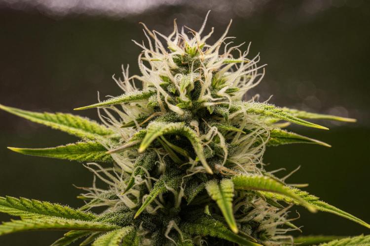 Apple Fritter - Farm #22. Week 7 - Apple Fritter - Day 49.