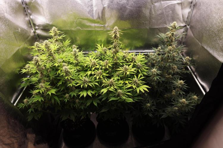 Royal Cheese - Farm #22. Week 7 - Butterflies Little Farm - Week 7.