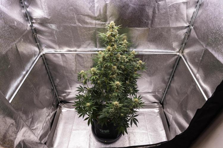 Royal Cheese - Farm #22. Week 7 - Royal Cheese - Day 49.