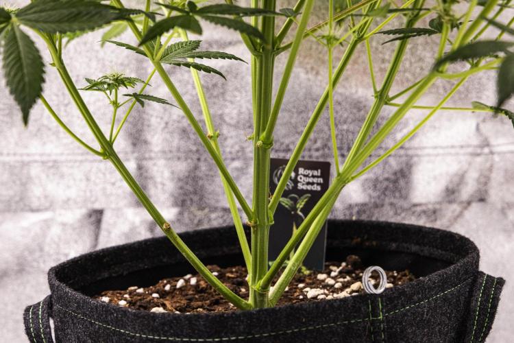 Royal Cheese - Farm #22. Week 7 - Royal Cheese - Day 49.