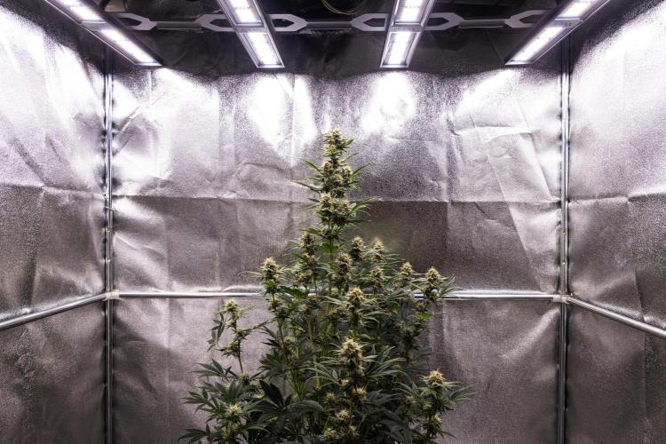 Royal Cheese - Farm #22. Week 7 - Royal Cheese - Day 49.