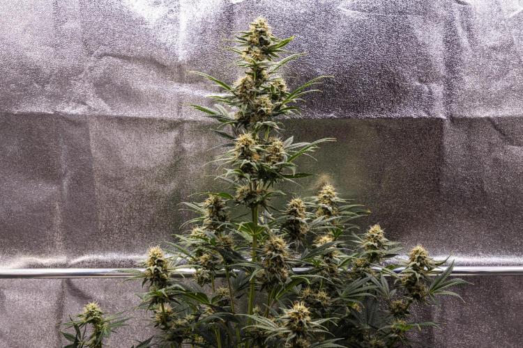 Royal Cheese - Farm #22. Week 7 - Royal Cheese - Day 49.