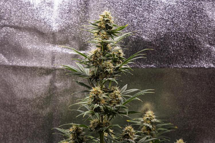 Royal Cheese - Farm #22. Week 7 - Royal Cheese - Day 49.