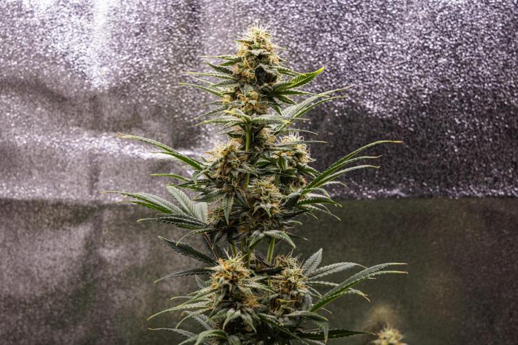 Royal Cheese - Farm #22. Week 7 - Royal Cheese - Day 49.