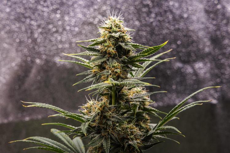 Royal Cheese - Farm #22. Week 7 - Royal Cheese - Day 49.
