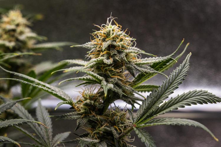 Royal Cheese - Farm #22. Week 7 - Royal Cheese - Day 49.