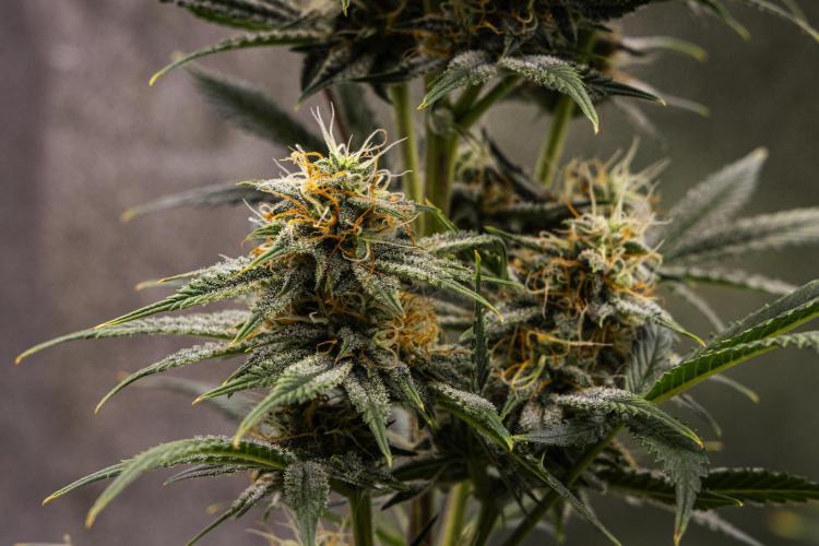 Royal Cheese - Farm #22. Week 7 - Royal Cheese - Day 49.