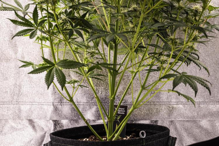 Royal Cheese - Farm #22. Week 7 - Royal Cheese - Day 49.