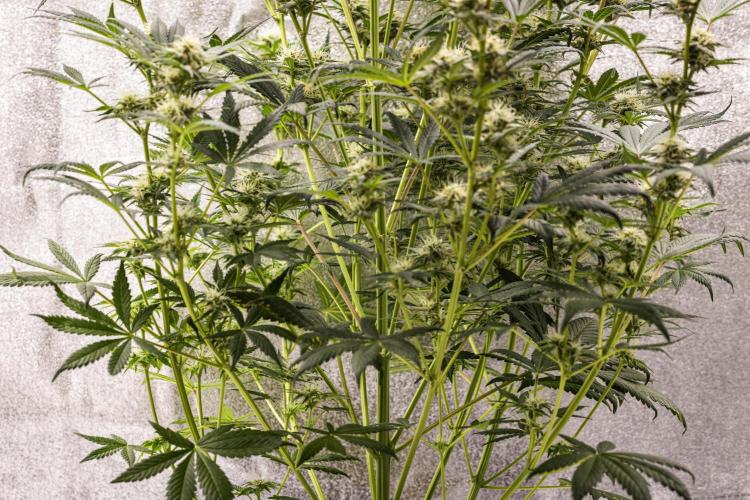 Royal Cheese - Farm #22. Week 7 - Royal Cheese - Day 49.