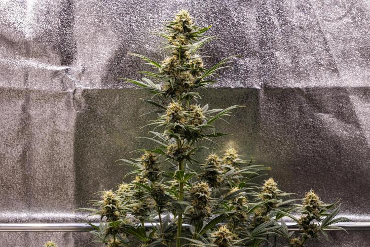 Royal Cheese - Farm #22. Week 7 - Royal Cheese - Day 49.