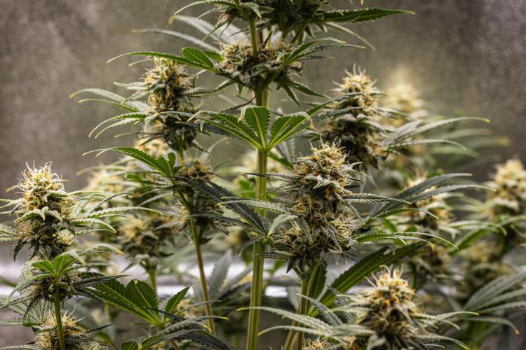 Royal Cheese - Farm #22. Week 7 - Royal Cheese - Day 49.
