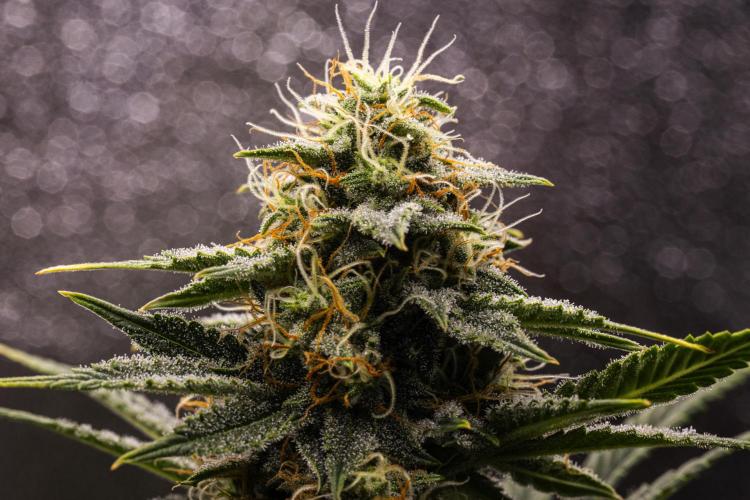 Royal Cheese - Farm #22. Week 7 - Royal Cheese - Day 49.