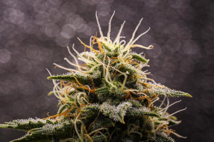 Royal Cheese Automatic. Week 7