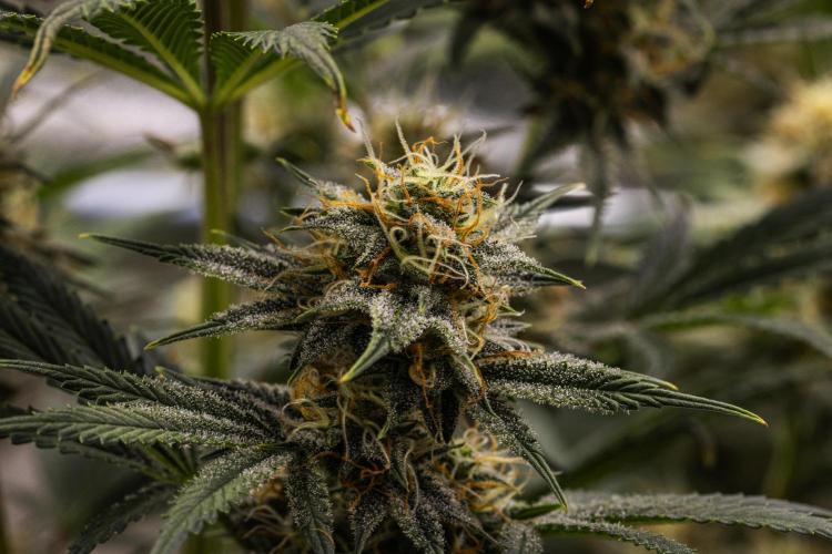 Royal Cheese - Farm #22. Week 7 - Royal Cheese - Day 49.