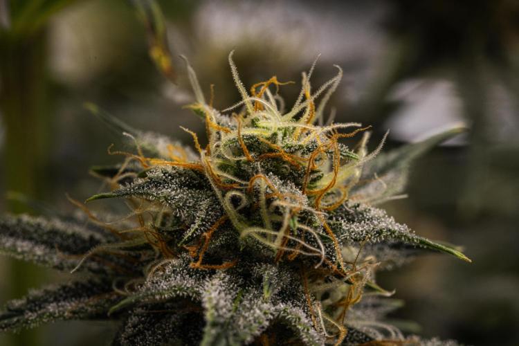 Royal Cheese - Farm #22. Week 7 - Royal Cheese - Day 49.