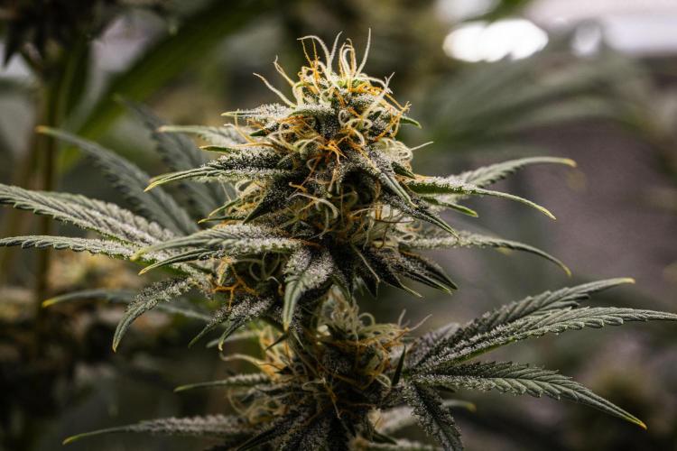 Royal Cheese - Farm #22. Week 7 - Royal Cheese - Day 49.