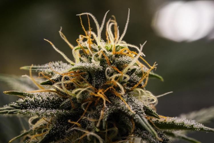 Royal Cheese - Farm #22. Week 7 - Royal Cheese - Day 49.
