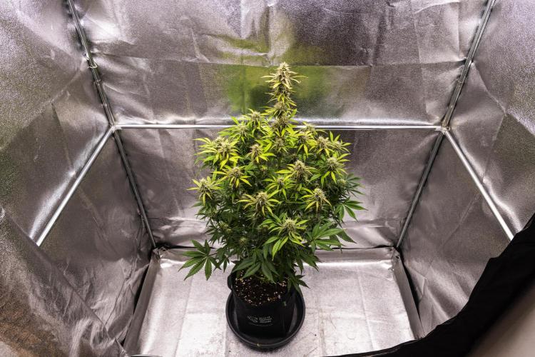 Mexican Rush - Farm #22. Week 8 - Mexican Rush - Day 56.