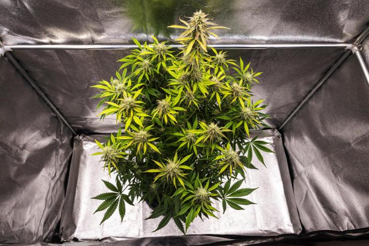Mexican Rush - Farm #22. Week 8 - Mexican Rush - Day 56.