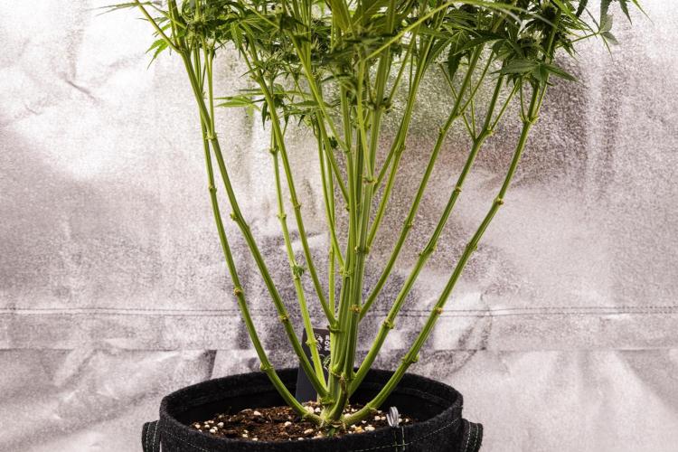 Mexican Rush - Farm #22. Week 8 - Mexican Rush - Day 56.