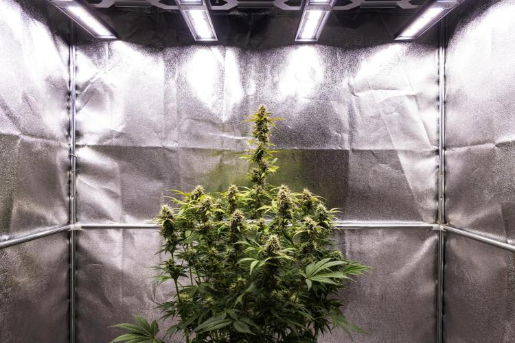 Mexican Rush - Farm #22. Week 8 - Mexican Rush - Day 56.