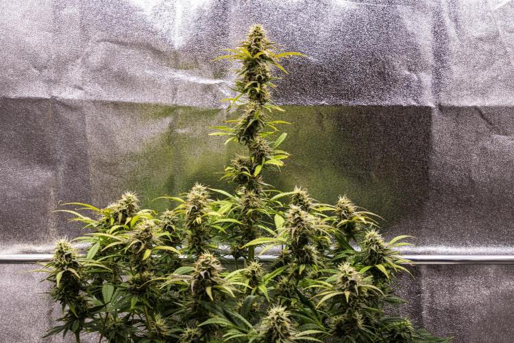 Mexican Rush - Farm #22. Week 8 - Mexican Rush - Day 56.