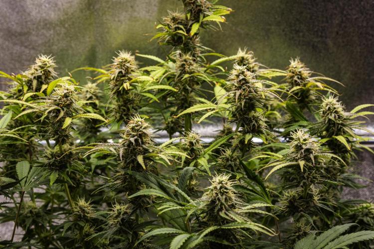 Mexican Rush - Farm #22. Week 8 - Mexican Rush - Day 56.