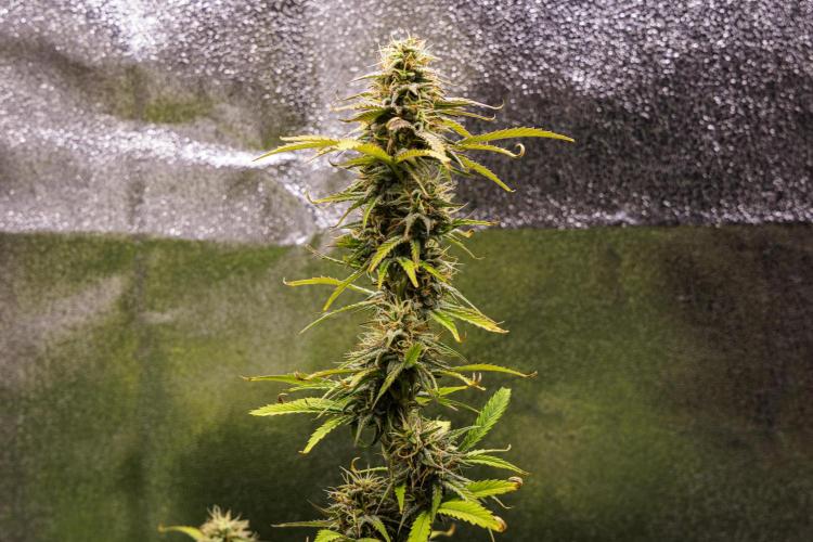 Mexican Rush - Farm #22. Week 8 - Mexican Rush - Day 56.