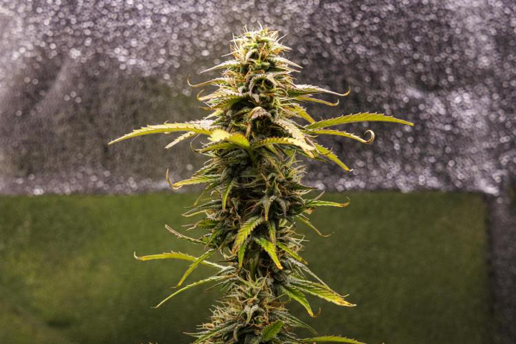 Mexican Rush - Farm #22. Week 8 - Mexican Rush - Day 56.
