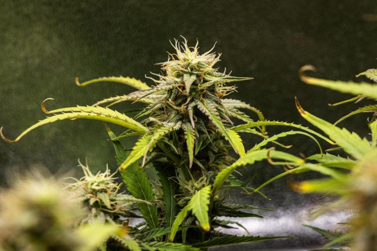 Mexican Rush - Farm #22. Week 8 - Mexican Rush - Day 56.