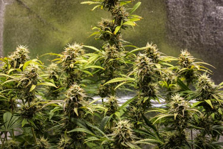 Mexican Rush - Farm #22. Week 8 - Mexican Rush - Day 56.