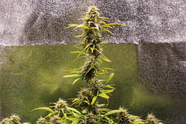 Mexican Rush - Farm #22. Week 8 - Mexican Rush - Day 56.