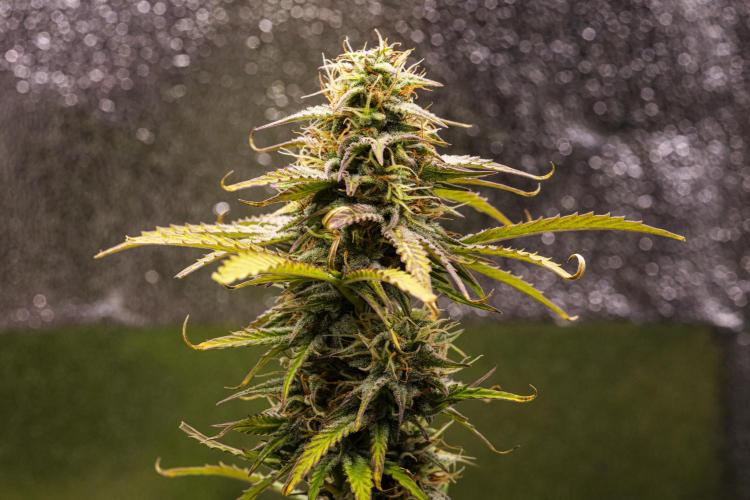 Mexican Rush - Farm #22. Week 8 - Mexican Rush - Day 56.