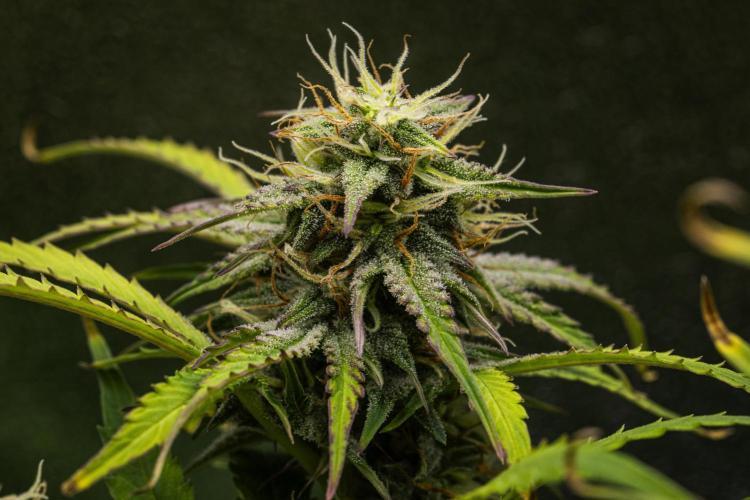 Mexican Rush - Farm #22. Week 8 - Mexican Rush - Day 56.
