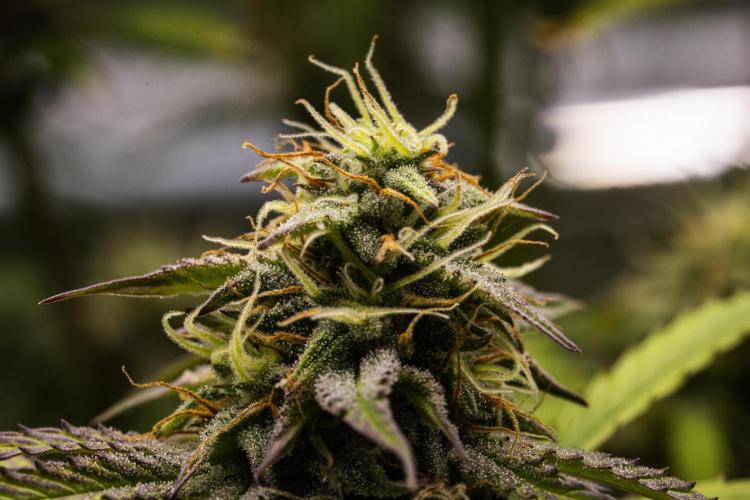 Mexican Rush - Farm #22. Week 8 - Mexican Rush - Day 56.