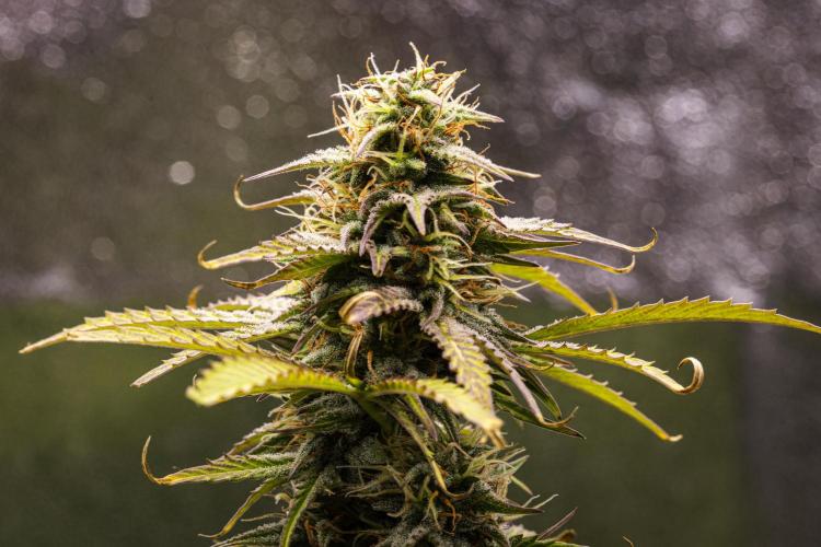 Mexican Rush - Farm #22. Week 8 - Mexican Rush - Day 56.