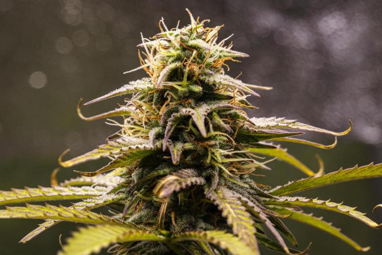 Mexican Rush - Farm #22. Week 8 - Mexican Rush - Day 56.