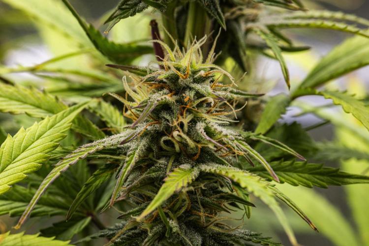 Mexican Rush - Farm #22. Week 8 - Mexican Rush - Day 56.