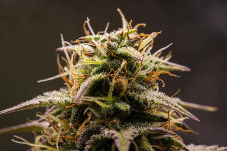 Mexican Rush - Farm #22. Week 8 - Mexican Rush - Day 56.