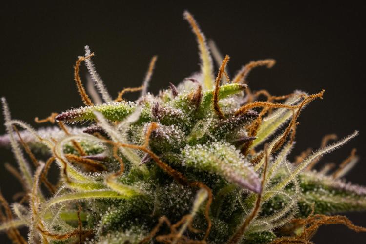 Mexican Rush Auto. Week 8